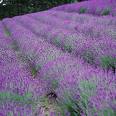 Natural Lavender Floral Water which is naturally extracted from Lavandula Angustifolia