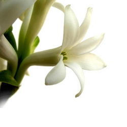 Tuberose Oil for Soap - Online Tuberose oil for Soap, Cosmetics, Candle
